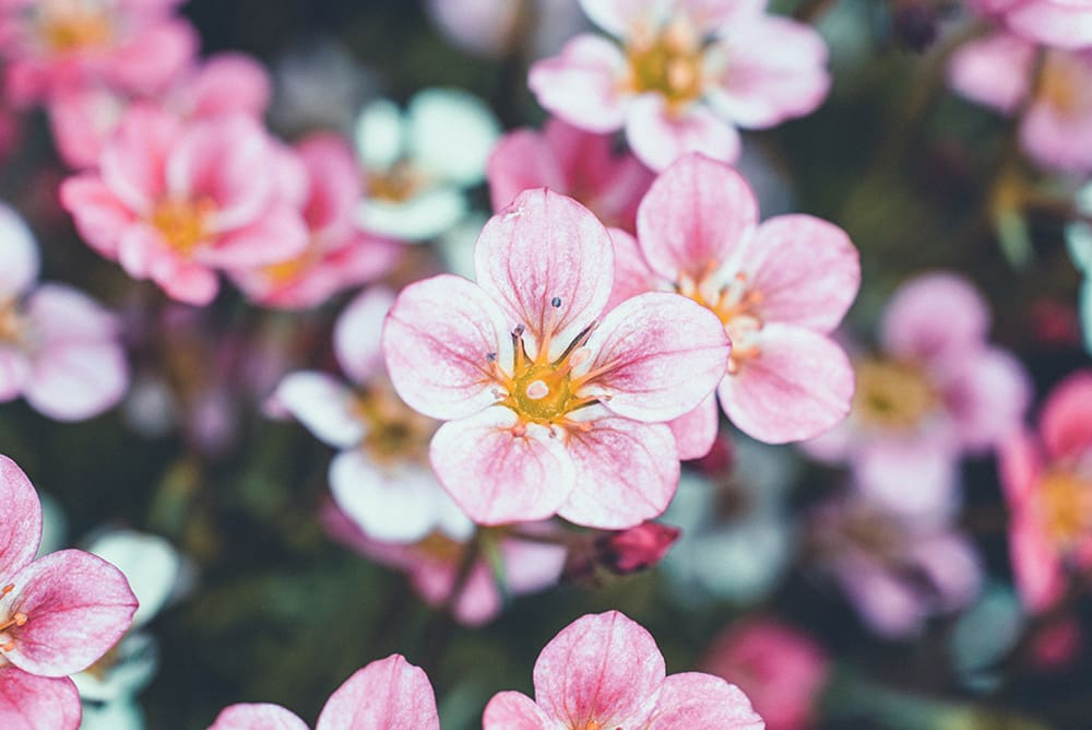 A close up of pink flowers with yellow centers