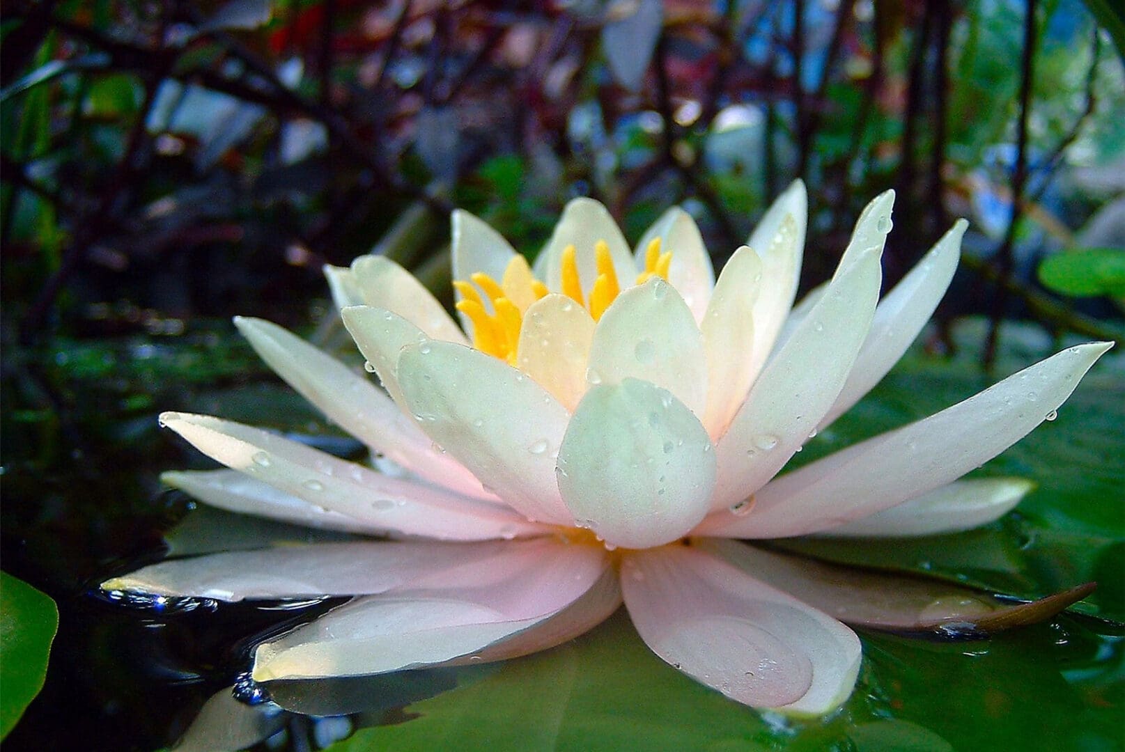 A white water lily with yellow center floats on a pond, surrounded by green leaves. Water droplets are visible on the petals.
